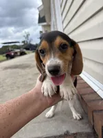 Sage, a female Beagle for sale in Cottondale, FL – 1 of 4