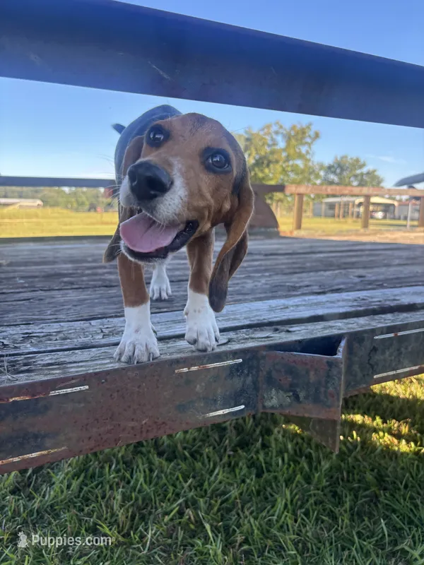 Sarge  – Beagle puppy for sale in Cottondale, FL