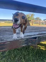 Sarge , a male Beagle for sale in Cottondale, FL – 1 of 4