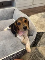 Sadie , a female Beagle for sale in Cottondale, FL – 2 of 3