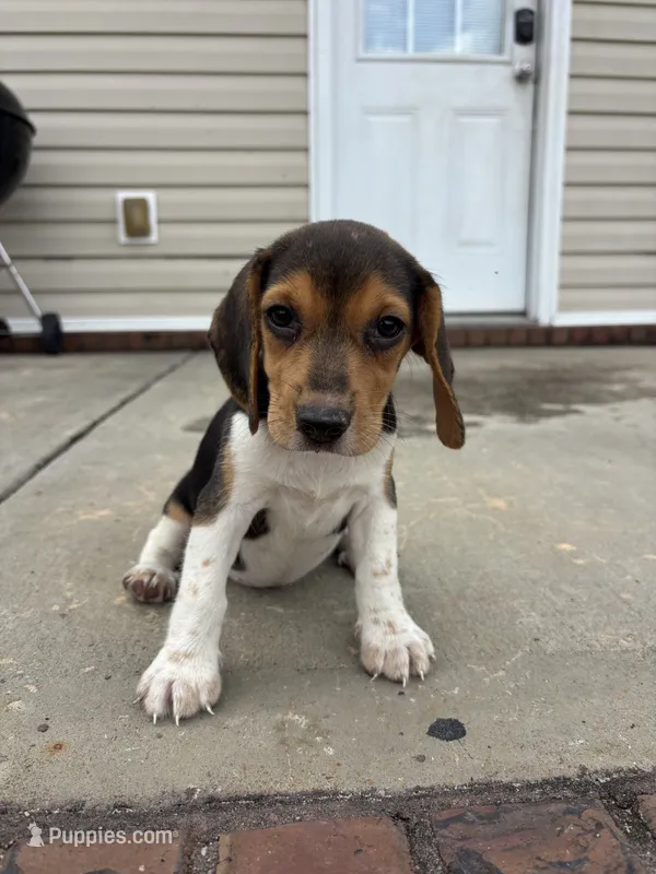 Sadie  – Beagle puppy for sale in Cottondale, FL