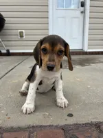 Sadie , a female Beagle for sale in Cottondale, FL – 1 of 5