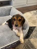 sadie , a female Beagle for sale in Cottondale, FL – 2 of 2