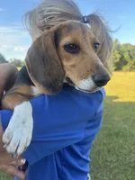 Sarge , a male Beagle for sale in Cottondale, FL – 4 of 4