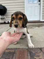 Sadie , a female Beagle for sale in Cottondale, FL – 2 of 5