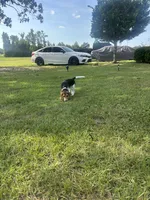 Sage, a female Beagle for sale in Cottondale, FL – 4 of 5