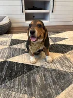 Sarge , a male Beagle for sale in Cottondale, FL – 2 of 3