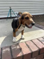 Sarge , a male Beagle for sale in Cottondale, FL – 2 of 4