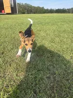 Sage, a female Beagle for sale in Cottondale, FL – 3 of 5
