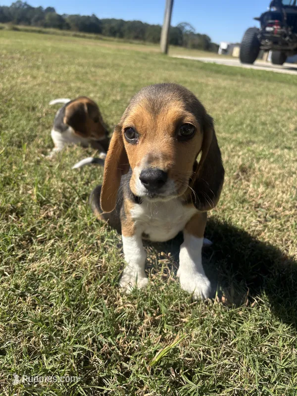 Guss, a male Beagle for sale in Cottondale, FL – Photo 1 of 3
