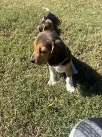 Guss, a male Beagle for sale in Cottondale, FL – Photo 2 of 3