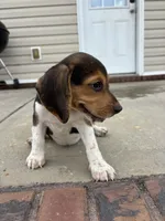 Sadie , a female Beagle for sale in Cottondale, FL – 3 of 5