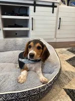 Sage, a female Beagle for sale in Cottondale, FL – 3 of 4