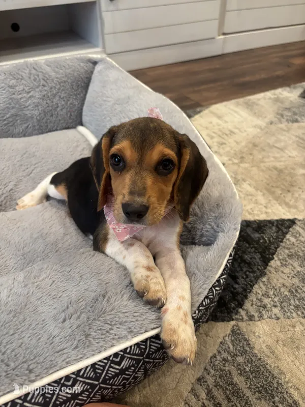 Sadie  – Beagle puppy for sale in Cottondale, FL