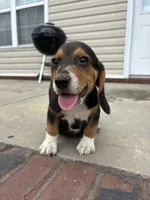 Sarge , a male Beagle for sale in Cottondale, FL – 1 of 6