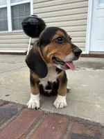 Sarge , a male Beagle for sale in Cottondale, FL – 4 of 6