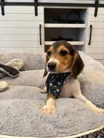 Sage, a female Beagle for sale in Cottondale, FL – 2 of 3
