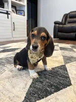 Sarge , a male Beagle for sale in Cottondale, FL – 3 of 3
