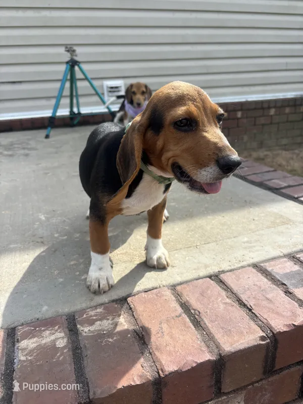 Sarge  – Beagle puppy for sale in Cottondale, FL