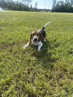 Sage, a female Beagle for sale in Cottondale, FL – 5 of 5