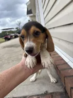Sage, a female Beagle for sale in Cottondale, FL – 3 of 4