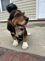 Sarge , a male Beagle for sale in Cottondale, FL – 5 of 6
