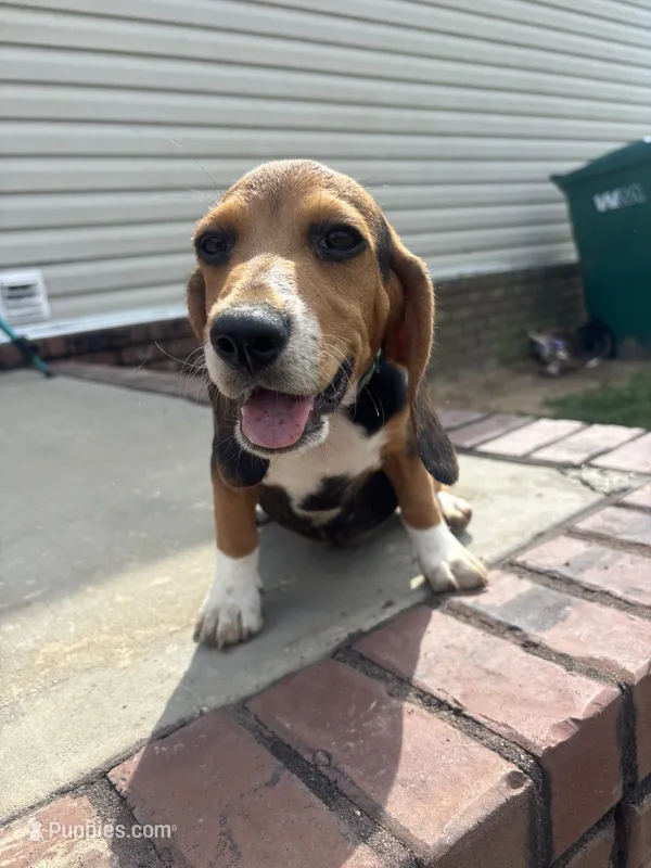 Sarge  – Beagle puppy for sale in Cottondale, FL