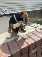 Sarge , a male Beagle for sale in Cottondale, FL – 4 of 4