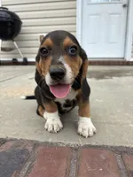 Sarge , a male Beagle for sale in Cottondale, FL – 2 of 6