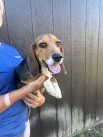 Sarge , a male Beagle for sale in Cottondale, FL – 3 of 4