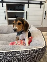 Sage, a female Beagle for sale in Cottondale, FL – 3 of 3