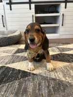 Sarge , a male Beagle for sale in Cottondale, FL – 2 of 3