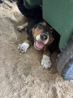 Sarge , a male Beagle for sale in Cottondale, FL – 3 of 6