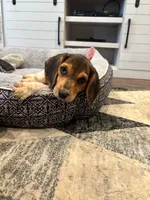 Sadie , a female Beagle for sale in Cottondale, FL – 3 of 3