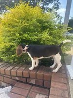Sage, a female Beagle for sale in Cottondale, FL – 2 of 5