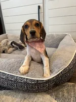 Sadie , a female Beagle for sale in Cottondale, FL – 3 of 4