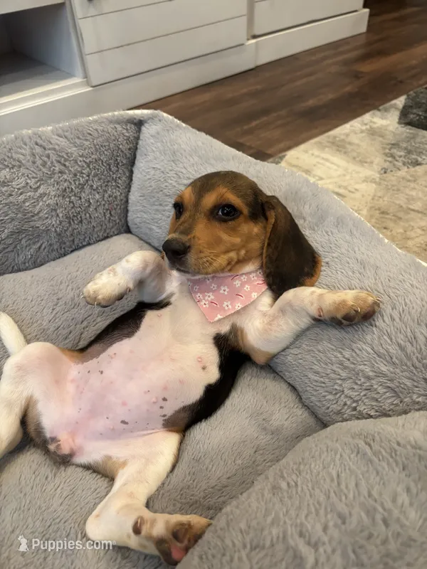 sadie  – Beagle puppy for sale in Cottondale, FL