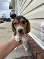 Sage, a female Beagle for sale in Cottondale, FL – 2 of 4