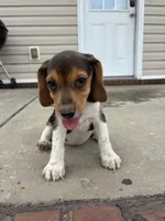 Sadie , a female Beagle for sale in Cottondale, FL – 4 of 5