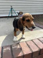 Sarge , a male Beagle for sale in Cottondale, FL – 3 of 4