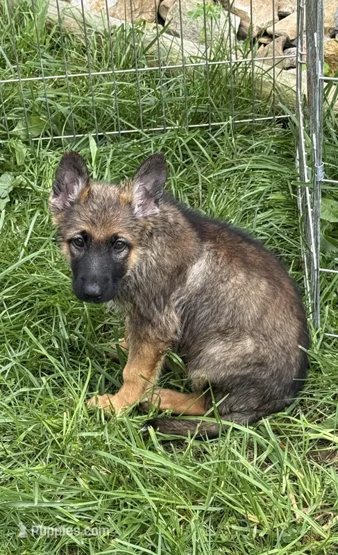 Orange  – German Shepherd Dog puppy for sale in Vernon Hill, VA