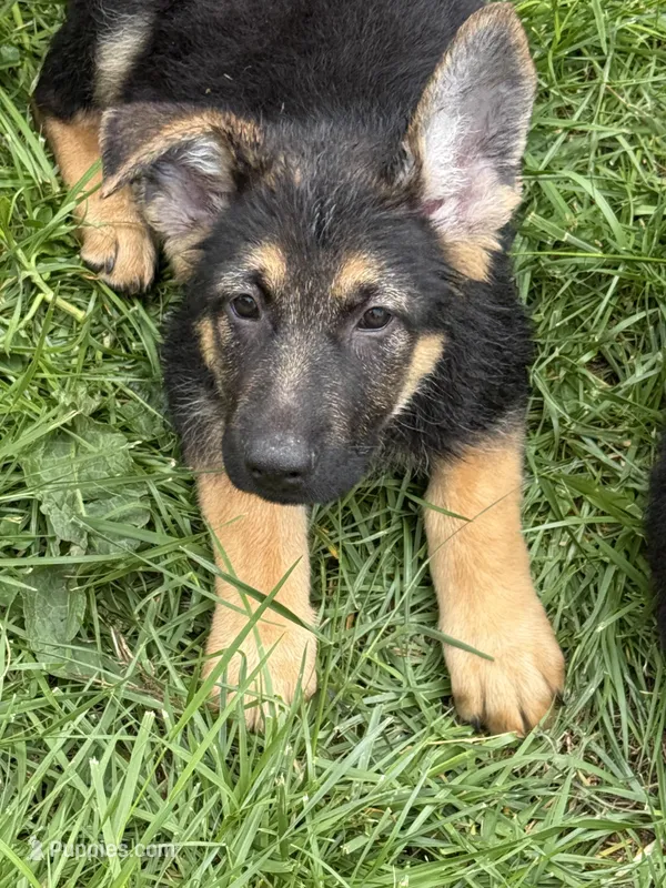 Yellow , a female German Shepherd Dog for sale in Vernon Hill, VA – Photo 1 of 1