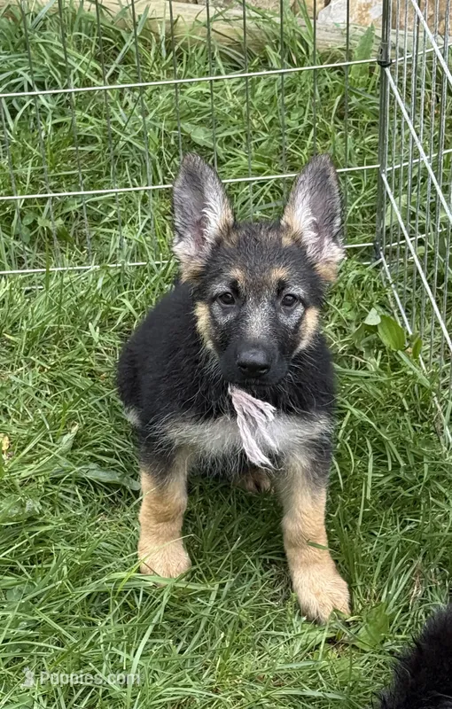 Pink (light) – German Shepherd Dog puppy for sale in Vernon Hill, VA