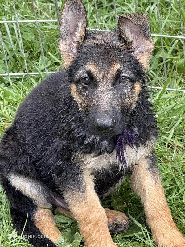 Purple  – German Shepherd Dog puppy for sale in Vernon Hill, VA