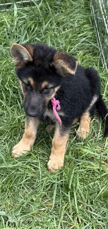 Pink (dark) – German Shepherd Dog puppy for sale in Vernon Hill, VA