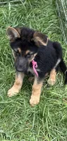 Photo of Pink (dark)