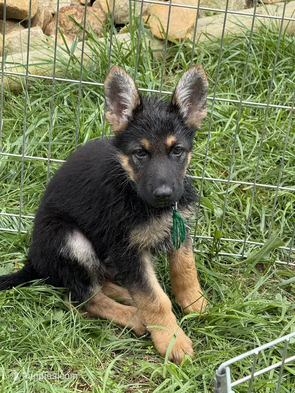 Green – German Shepherd Dog puppy for sale in Vernon Hill, VA