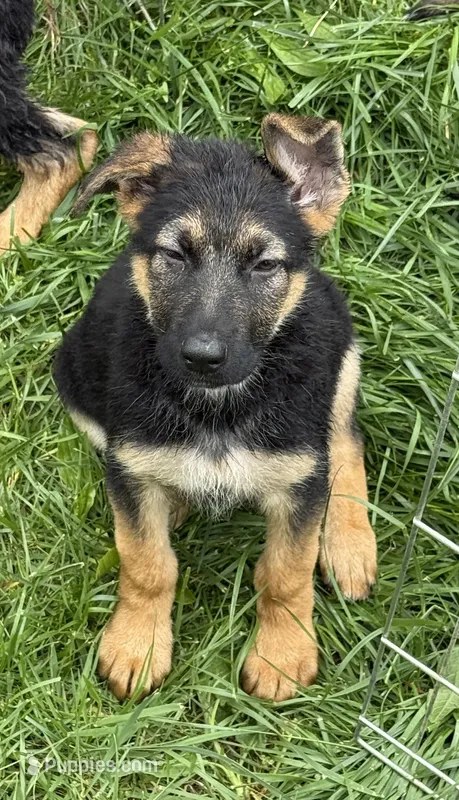 Black  – German Shepherd Dog puppy for sale in Vernon Hill, VA