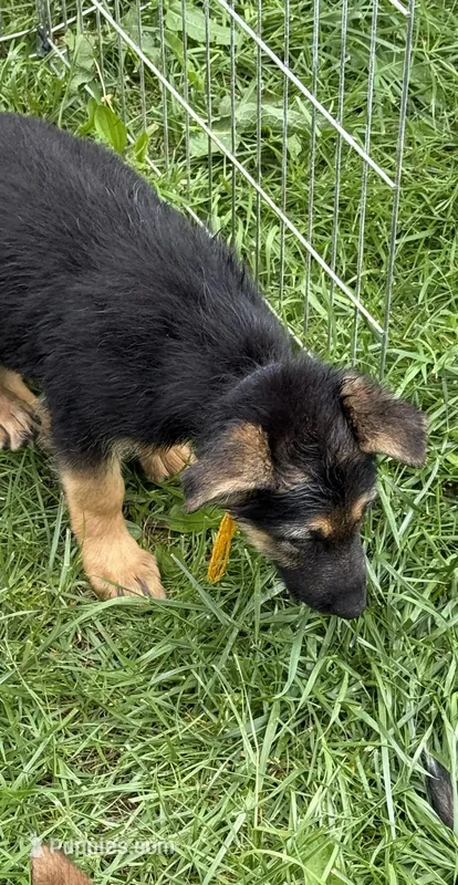 Gold – German Shepherd Dog puppy for sale in Vernon Hill, VA