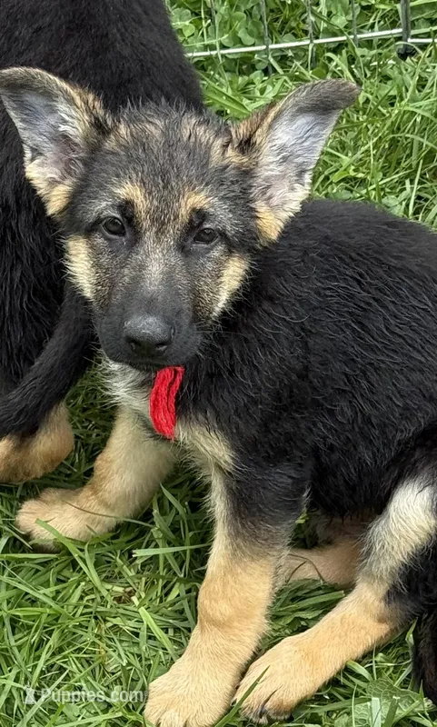 Red – German Shepherd Dog puppy for sale in Vernon Hill, VA